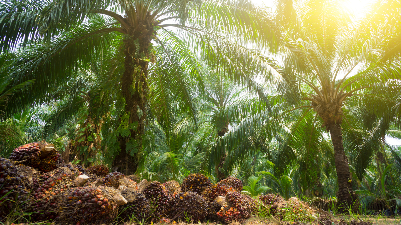 Cahaya Vella Attaqie